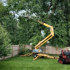 Best Tree Removal Services  in Carthage, NY